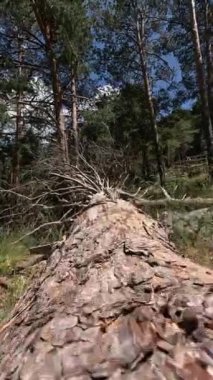 Bir gövde kabuğunu ve çam ormanında büyük bir ağaç dallarını kaplayan dikey çekim