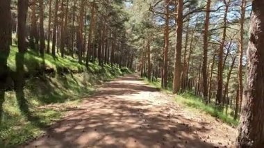 İspanya, Madrid 'deki Guadarrama Ulusal Parkı' ndaki Canencia dağ geçidi yakınlarındaki çam ağaçları arasında dağın yolunda yürüyorum. Görüş Noktası (POV), öznel görünüm