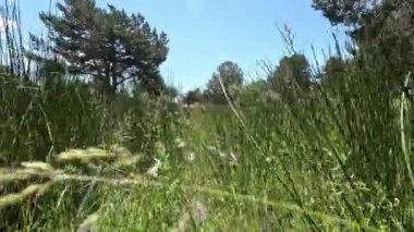 Ormandaki uzun yeşil çimlerin üzerinde yürürken ya da çekilirken