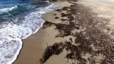Cabo de Gata 'daki Cala Enmedio plajında, Agua Amarga, Nijar, Almeria, Endalusia, İspanya' nın yanında deniz yosunu bulunan güzel beyaz kaya duvarı.