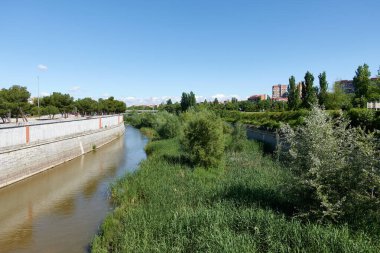 Madrid, İspanya 'daki Manzanares nehrinin yatağında yeşil bitki örtüsü