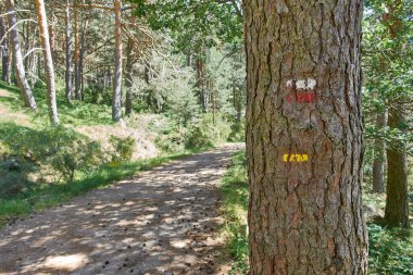 Signs for various hiking routes painted on a tree next to a trail in a forest, in the Canencia mountain, the Guadarrama National Park, in Madrid, Spain clipart