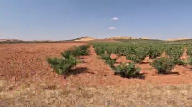 Kırsal bir yoldaki hareket halindeki bir arabanın camından görüldüğü gibi, tarlalarda sıralanmış üzüm bağları var.