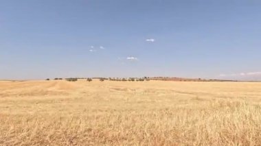 Berrak mavi gökyüzünün altında, engin bir hasat alanından seyrek bulutlarla, kırsal tarım ve sakin manzaraları ön plana çıkaran bir araçtan geliyor.