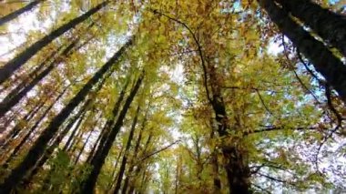 İspanya 'nın Avila kentindeki El Tiemblo kestane bahçesinde güneşli bir sonbahar gününde, çok bereketli bir ormanda, ağaçların altında sarı yapraklarla sonbahar manzarası. Görüş Noktası (POV), öznel görünüm