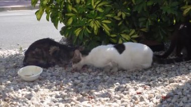 Bir grup kedi, yeşil bir çalılık ve sokaktaki asfaltın yakınındaki çakıl yüzeyinde bir kaseden yemek yiyorlar.