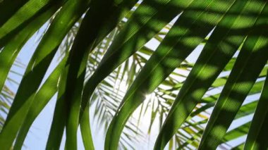Güneş ışınları yeşil palmiye yapraklarının arasından süzülüp rahatlatıcı ve neşeli bir yaz atmosferi yaratır.