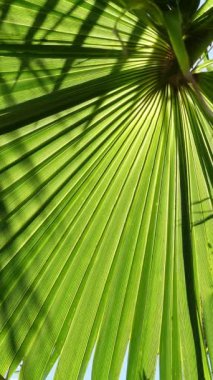 Güneş ışığı tarafından aydınlatılan yeşil bir palmiye yaprağının makro görüntüsüyle hareketli ve hareketli doğal arkaplanının dikey videosu