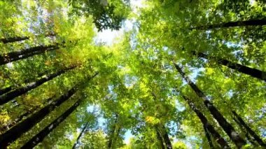 Sonbahar güneşli bir günde, yemyeşil ve yemyeşil bir ormanda, kestane ağaçlarının altında mavi gökyüzü ile yürüyen güzel bir manzara. Görüş Noktası (POV), öznel görünüm