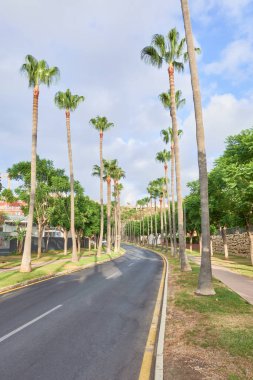 Her iki tarafında uzun palmiye ağaçları olan ve mesafeye kadar uzanan huzurlu yolun dikey fotoğrafı. Bereketli yeşillik berrak gökyüzü ile çelişiyor, Benalmadena, Malaga, Endülüs, İspanya 'da sakin ve tropikal bir atmosfer yaratıyor.