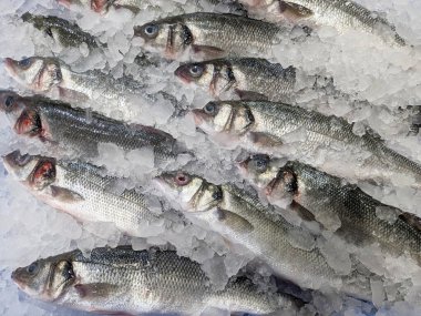 Ezilmiş buzdan bir yatakta balık dükkanında satılmaya hazır taze levrek grubu.