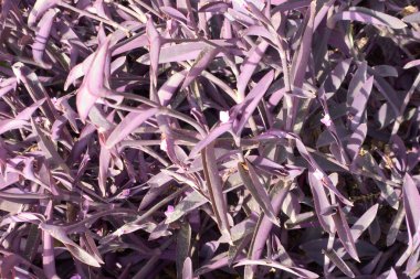 Mor kalp bitkisinin (Tradescantia pallida) kendine özgü mor yapraklarını ve yoğun yaprak desenini gösteren yakın plan