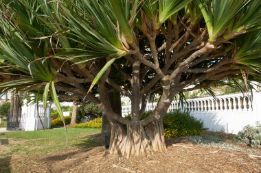 Akdeniz bahçesinde beyaz çitleri ve arka planda peyzajı olan ejderha ağacı (Dracaena draco)