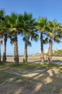 Palmiye ağaçları açık mavi gökyüzünün altında deniz manzaralı kumlu bir plaja gölge düşürüyor. Torre Bermeja Sahili, Benalmadena, Malaga, Endülüs, İspanya