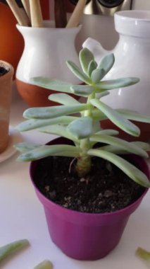 Enfes bir bitkinin dikey videosu, Graptosedum Darley Sunshine, kalın, etli yeşil yapraklar sıralanmış, görünür toprakla mor bir tencereye konmuş, kuru koşullarda gelişiyor.