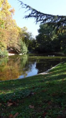 Sonbahar havuzu manzarasının dikey görüntüsü sonbaharın renklerini yansıtıyor, altın ağaçlar ve kazlar ve ördekler ile çevrili. Madrid 'deki El Retiro Parkı, İspanya