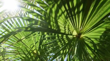Koyu yeşil palmiye yapraklarıyla doğal hareket eden arka plan. Güneş ışığı filtreleniyor, gölgeler oluşturuluyor ve yaprakların ayrıntılı desenleri vurgulanıyor.