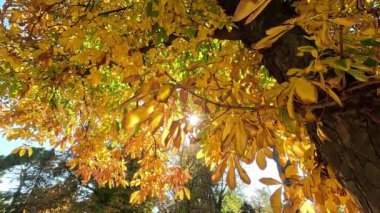 Güneş ışığı uzun bir kestane ağacının dallarından akar, yeşil ve sarı sonbahar yapraklarını aydınlatır ve ılık, noktalı bir parıltı yayar.