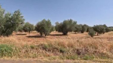 Dar bir kırsal yolda hareket halindeki bir arabanın camından çıkan kuru çimlerle dolu zeytin tarlaları.