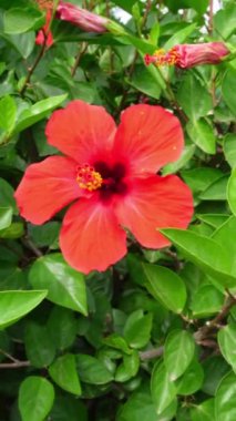 Dikey görüş, yeşil yaprakların üzerinde sarı bir kadife ile canlı kırmızı bir amber çiçeğinin içinde ve dışında zoom yaparak güzel, doğal ve zarif bir arkaplan oluşturur.