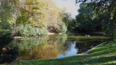 Sonbahar göletinin güzel manzarası sonbaharın renklerini yansıtıyor, altın ağaçlar ve kazlar ve ördekler ile çevrili. Madrid 'deki El Retiro Parkı, İspanya