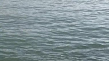 Okyanus yüzeyinin pürüzlü, kirli, kirlenmiş suyla, kahverengimsi yeşil renkli ve köpüklü sabit görüntüsü. Işık dalgalarının denizi rahatlattığı arkaplan