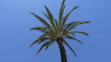 Yaprakları açık mavi gökyüzüne doğru hareket eden, uzun gövdesini ve yemyeşil yapraklarını aydınlatan bir palmiye ağacı görüntüsü.