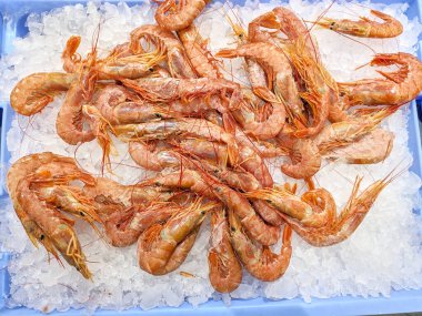 Mavi plastik tepside ezilmiş buz yatağında sergilenen taze karides yığını. Karidesler turuncu-pembe, düzgün düzenlenmiş ve satılmaya hazır, deniz ürünleri pazarları için ideal.