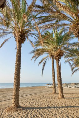 Torremolinos, Malaga, Endülüs, İspanya 'daki Los Alamos plajındaki palmiye ağaçlarının dikey fotoğrafı