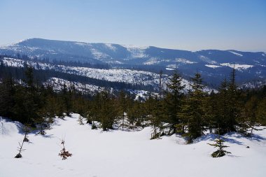 Polonya 'da Avrupa Szczyrk yakınlarındaki Silezya Beskid dağlarındaki orman, Mart' ta 2022 'de güneşli sıcak kış gününde açık mavi gökyüzü.