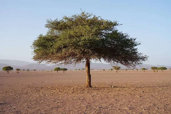 2015 Acacia Nilotica Desert African Tissint Foum Zguid Souss Massa — 스톡 사진