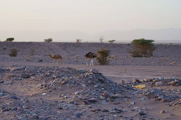 stock image Two one-humped camels on desert between african Tissint and Foum Zguid, Souss-Massa, Morocco, clear blue sky in 2023 warm sunny winter day on January.