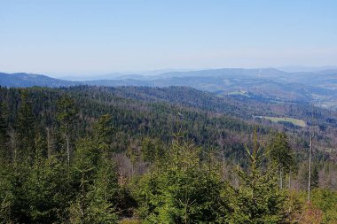 Polonya 'nın Avrupa Szczyrk kasabası yakınlarındaki Silesian Beskid dağlarındaki orman, 2023' ün güneşli bahar gününde açık mavi gökyüzü.