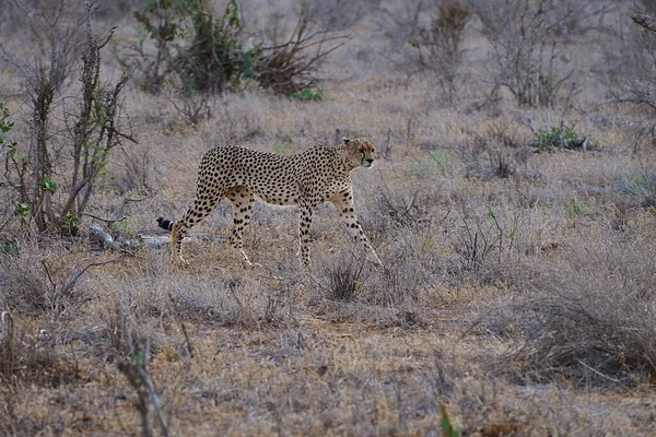 East African cheetah in savannah of Tsavo East National Park in Taita-Taveta county in Kenya in 2023 warm sunny winter morning day on July.