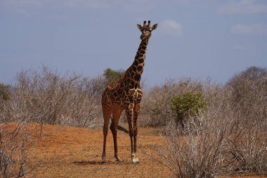 Afrika Masai zürafası KENYA 'nın Taita-Taveta ilçesindeki Tsavo Doğu Ulusal Parkı' nda savana 'da, güneşli bir kış günü 2023 yılında bulutlu mavi gökyüzü.