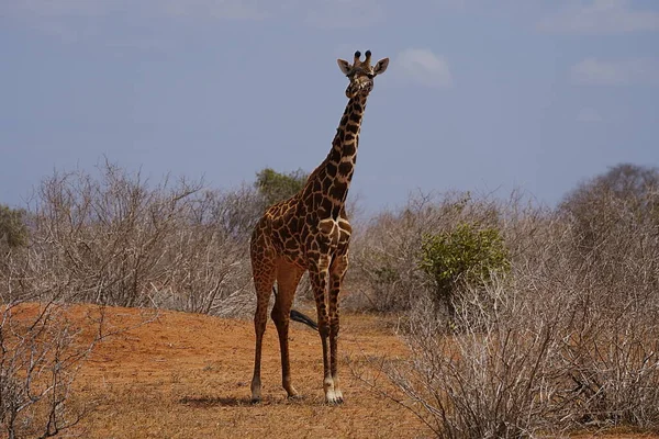 Afrika Masai zürafası KENYA 'nın Taita-Taveta ilçesindeki Tsavo Doğu Ulusal Parkı' nda savana 'da, güneşli bir kış günü 2023 yılında bulutlu mavi gökyüzü.