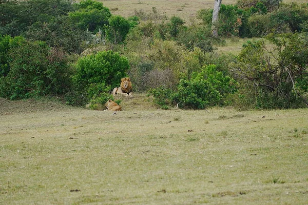 Leão Com Crina Leoa Savana Africana Masai Mara Reserva Nacional — Fotografia de Stock