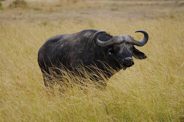 2023年8月 肯尼亚裂谷省Maasai Mara国家保护区草原上的非洲水牛 — 图库照片