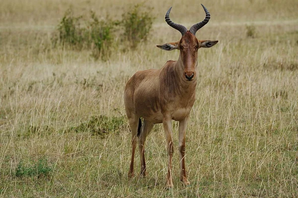 Hartebeest Szavanna Maasai Mara Nemzeti Tartalék Rift Valley Tartomány Kenya — Stock Fotó