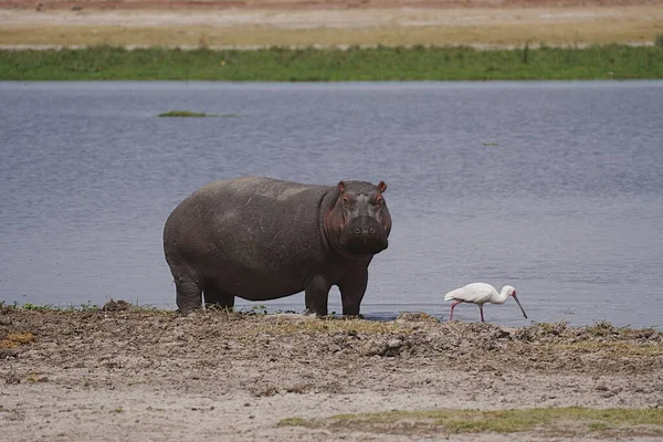 Hippopotame Spatule Africaine Lac Sur Savane Dans Parc National Amboseli — Photo