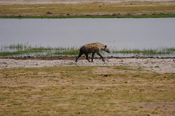 Hyène Tachetée Lac Sur Savane Africaine Dans Parc National Amboseli — Photo