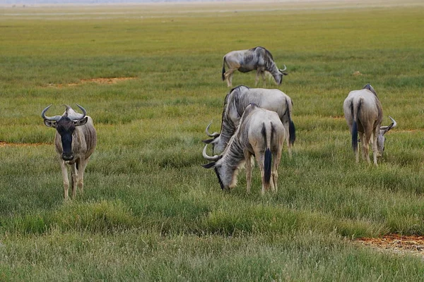 2023年7月 肯尼亚Kajiado县Amboseli国家公园的非洲稀树草原上的蓝色野兽群 — 图库照片