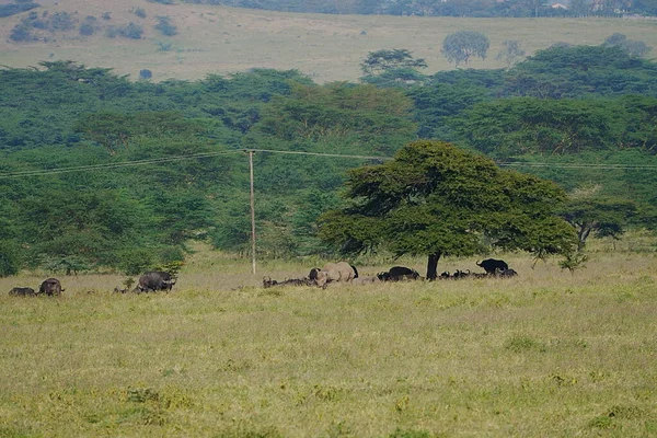Чорні Носороги Стадом Африканського Буйвола Савані Національному Парку Озера Накуру — стокове фото