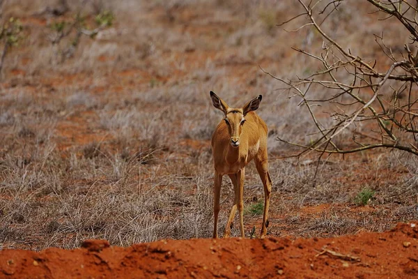 Retrato Ovelha Impala Savana Africana Parque Nacional Tsavo East Condado — Fotografia de Stock