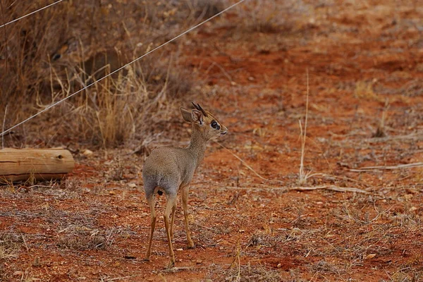 Antilope Mâle Kirks Dik Dik Sur Savane Africaine Parc National — Photo