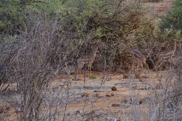 Male Gerenuk Antelope African Savanna Tsavo East National Park Taita — Stock Photo, Image