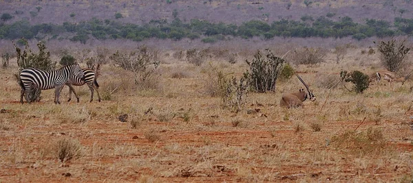 2023年7月 肯尼亚太田塔瓦塔县察沃东方国家公园的非洲热带稀树草原上 坐在边缘耳欧里克斯上 那是一个温暖阳光明媚的冬日 — 图库照片