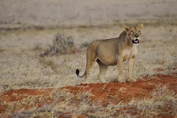Lioness African Savanna Tsavo East National Park Taita Taveta County — Stock Photo, Image