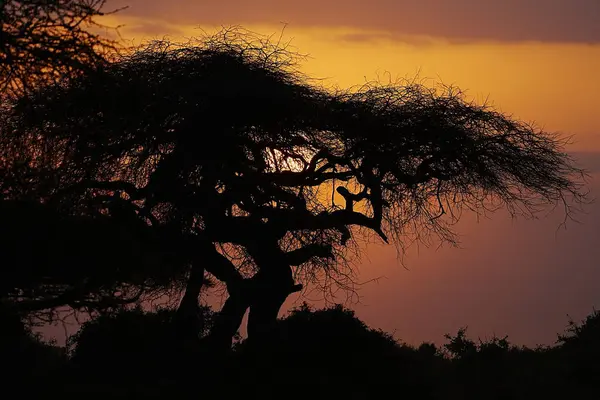 2023 따뜻한 저녁에 하늘에 카지아도 카운티 아프리카 사바나에 — 스톡 사진