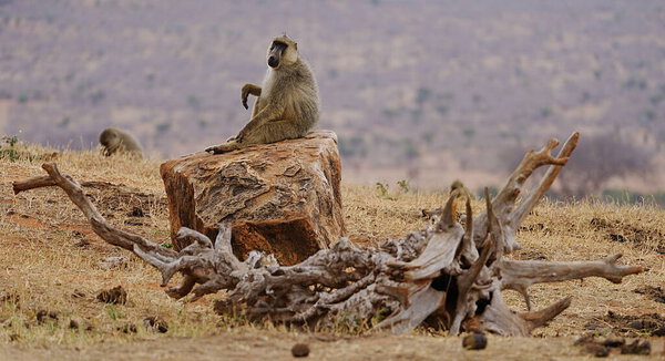 Sitting Yellow Baboon on african savanna at Tsavo East National Park in Taita-Taveta county, Kenya, cloudy sky in 2023 warm sunny winter day on July.